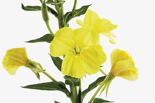 月见草花草图片素材免抠