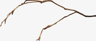 棕色枯枝免抠