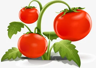 蔬菜西红柿免抠