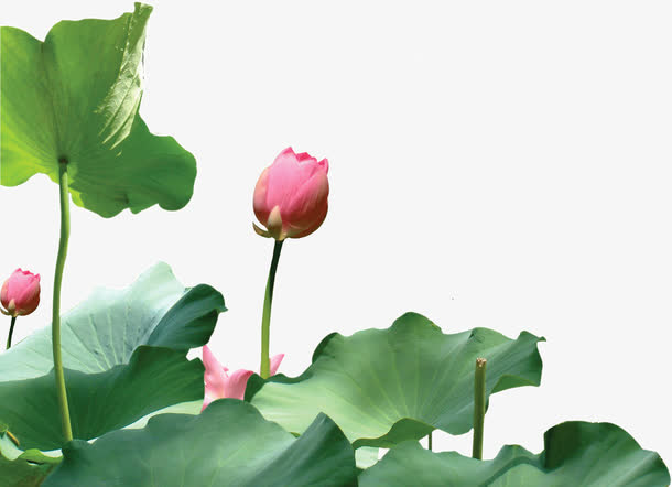 含苞待放红莲免抠