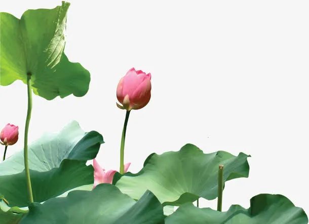含苞待放红莲免抠
