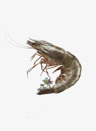 鲜活的基围虾免抠