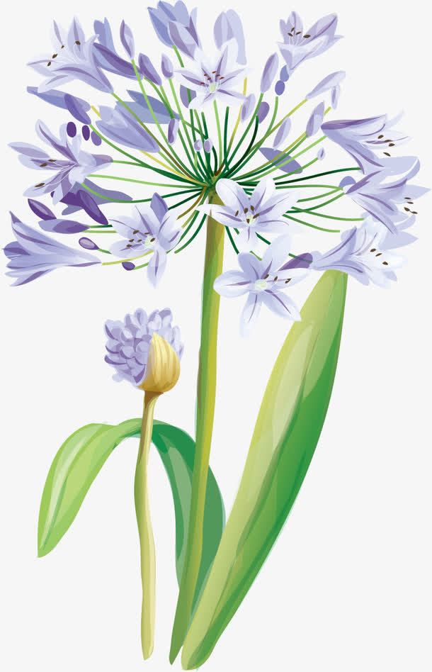 盛开的花朵免抠