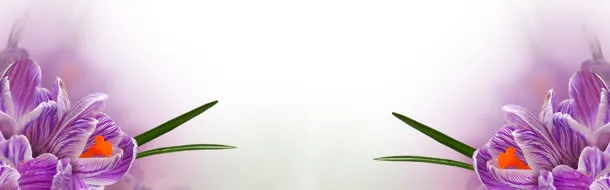 紫色花朵淘宝海报免抠