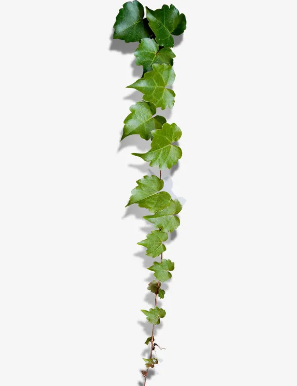 绿色的爬山虎免抠