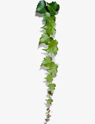 绿色的爬山虎免抠