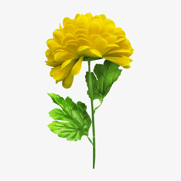 大黄花免抠