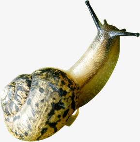 春天希望生命蜗牛设计免抠装饰动物元素