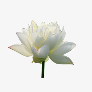 半开荷花，白色，植物，夏季免抠