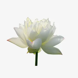 半开荷花，白色，植物，夏季免抠