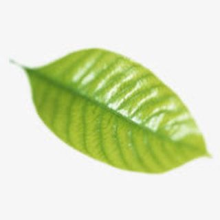 漂浮花瓣气泡简洁大方树叶树丛免抠