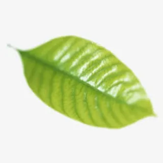 漂浮花瓣气泡简洁大方树叶树丛免抠