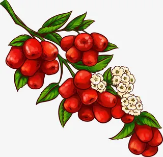手绘彩画红枣图片免抠