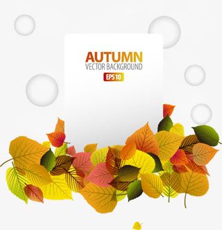 秋天的情书免抠