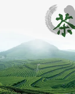茶山免抠