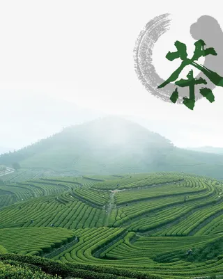 茶山免抠