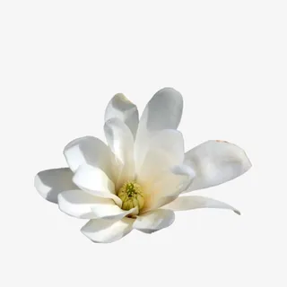 栀子花开免抠 栀子花开免抠