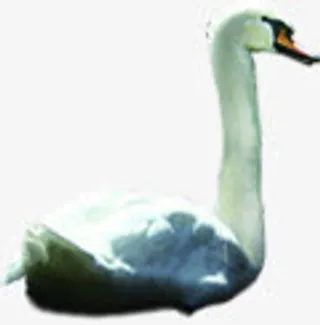 唯美手绘天鹅设计免抠