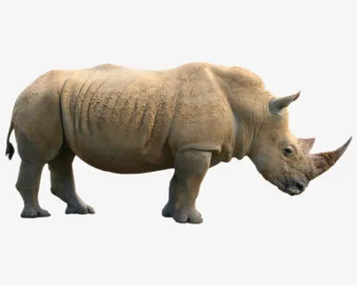 犀牛免抠
