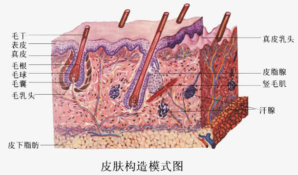 皮肤结构模式图免抠
