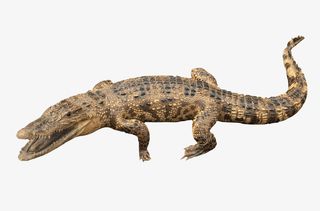 爬宠蜘蛛蜥蜴四脚蛇乌龟蝎子变色免抠