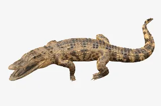 爬宠蜘蛛蜥蜴四脚蛇乌龟蝎子变色免抠