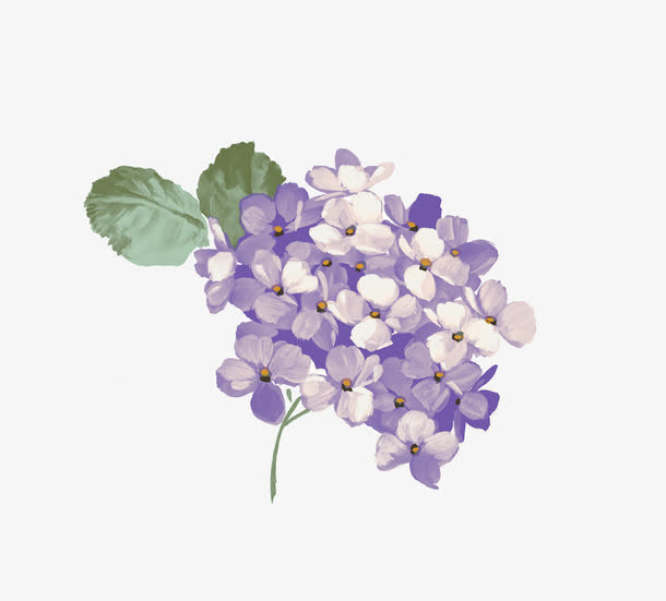 紫色绣球花免抠