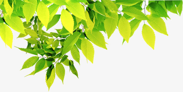 绿色环保春天植物装饰免抠