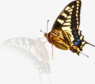 黄色高清蝴蝶倒影装饰免抠