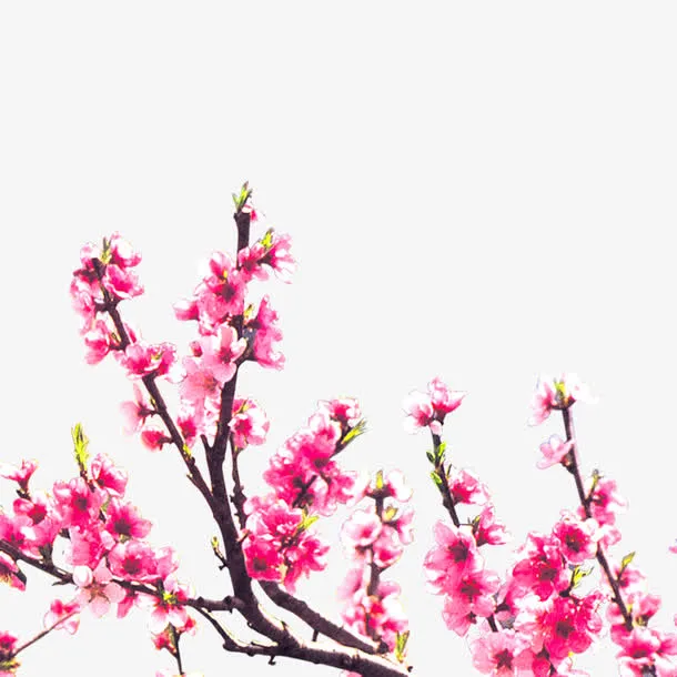 桃花枝免抠