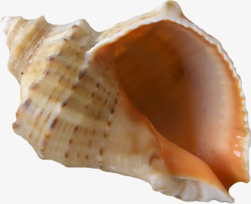 沙滩海螺免抠