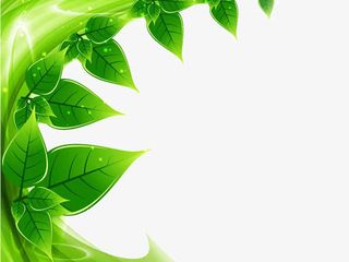 绿叶常青ppt背景