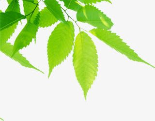绿色春天卡通树叶阳光免抠