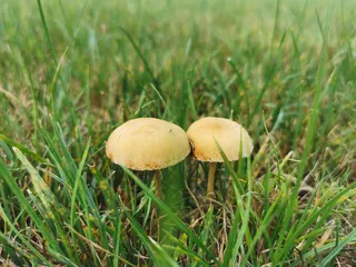 春天小草和蘑菇高清