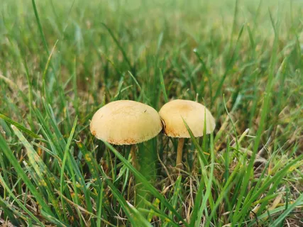 春天小草和蘑菇高清 春天小草和蘑菇高清