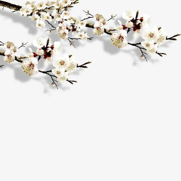白梅素材下载免抠