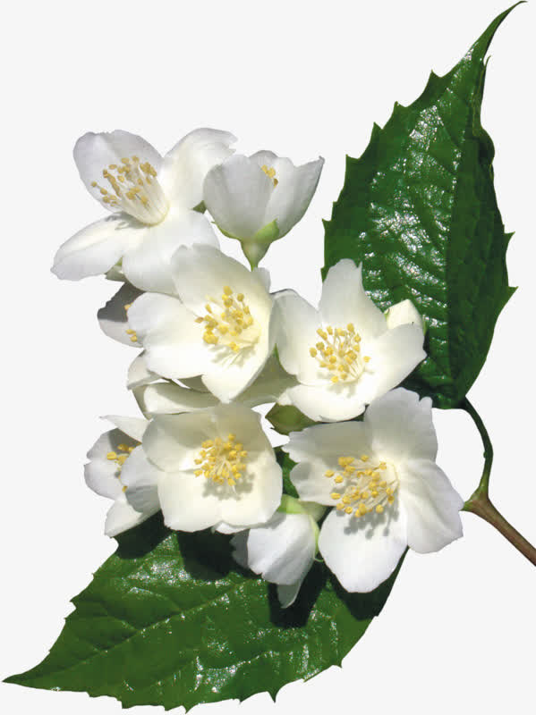 白色花朵墨绿绿叶免抠