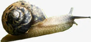 春天灰色蜗牛装饰免抠装饰动物元素