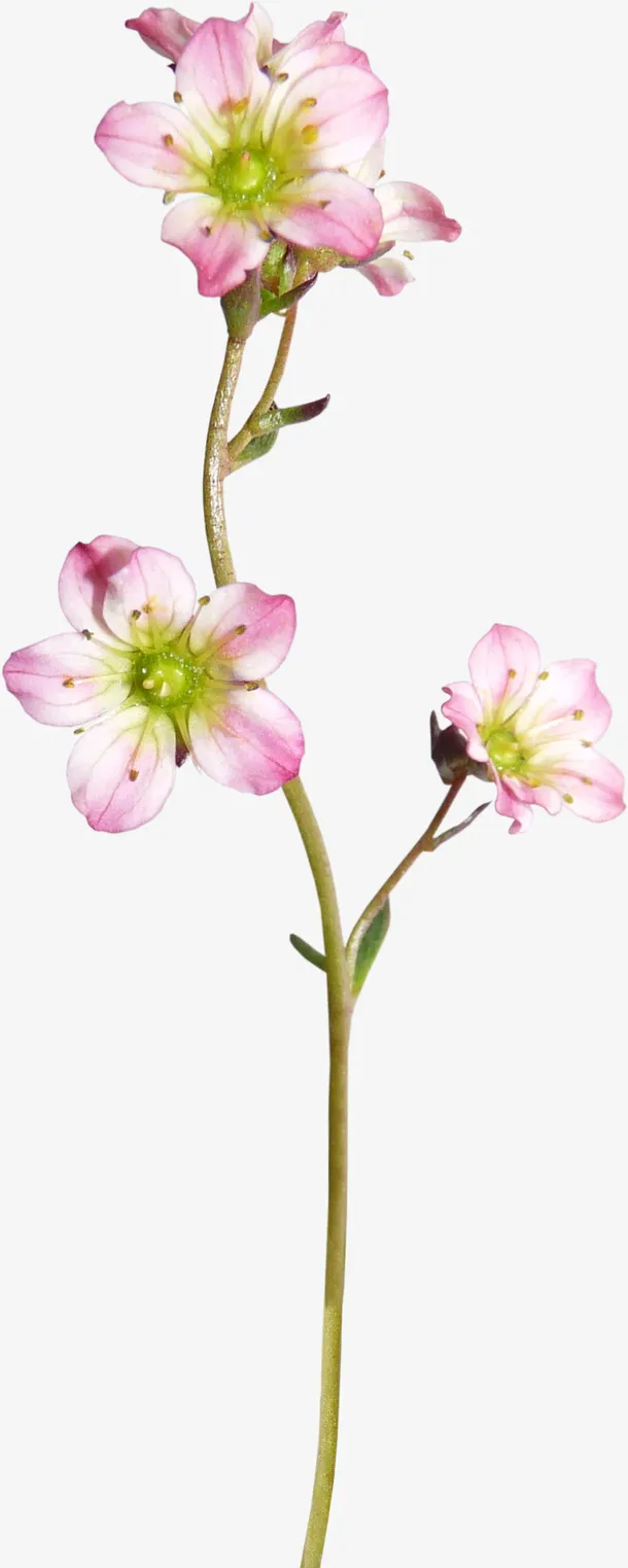鲜花花草手绘装饰素材免抠