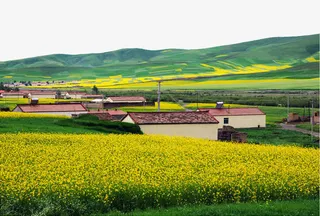 青海油菜花海摄影图免抠