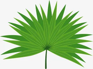 棕榈叶植物矢量图免抠