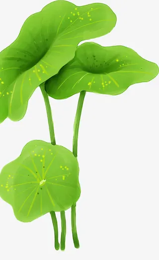 手绘绿色夏季荷叶免抠