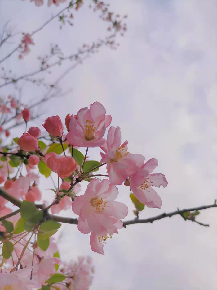 春天唯美花卉背景高清