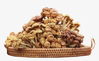 个体小的滑子菇免抠