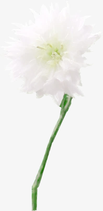 白色花朵免抠