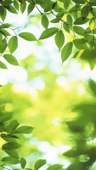 美丽绿色清新背景高清