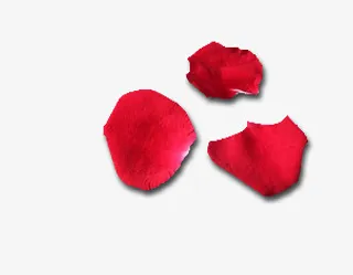 玫瑰花花瓣免抠