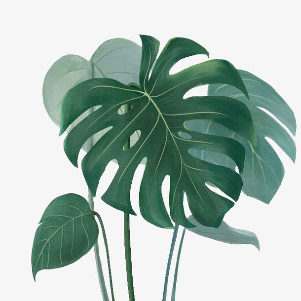 ins风春天绿色植物龟背竹免抠动植物植物元素