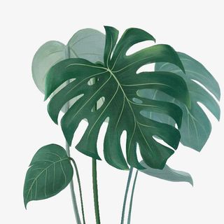 ins风春天绿色植物龟背竹免抠动植物植物元素