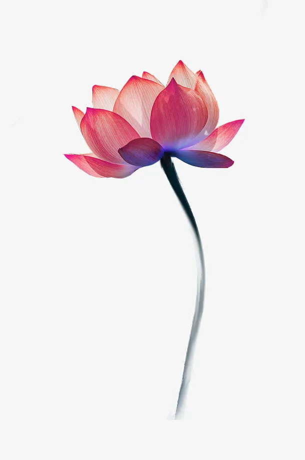 植物莲花渐变颜色花苞免抠